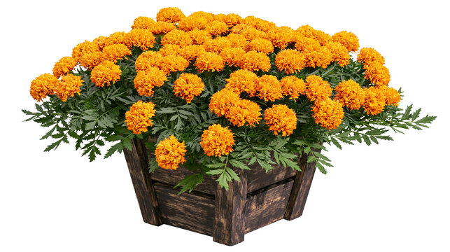 Abundant orange marigolds blooming in rustic wooden planter box
