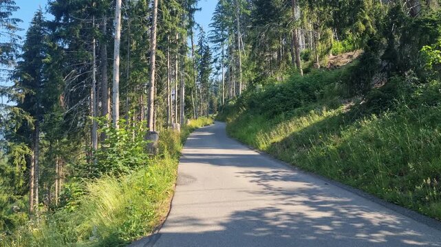 Picturesque Alpine road winding through dense fir forests on a sunny day near Lenk in the Simmental, Switzerland. A scenic outdoor destination for hikers, mountain bikers and nature enthusiasts