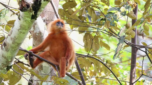 Red leaf monkey rests on a tree branch in the canopy of Danum Valley, Sabah, Borneo. This footage captures the primate's striking reddish-orange coat and black face in a calm, still moment
