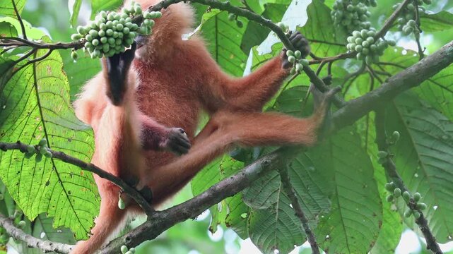 A wild red leaf monkey feeds on seeds while perched in the rainforest canopy of Danum Valley, Sabah, Borneo.