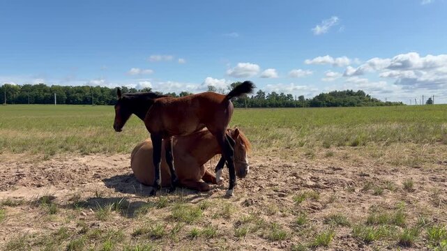Two brown horses resting and standing in a sunny green pasture