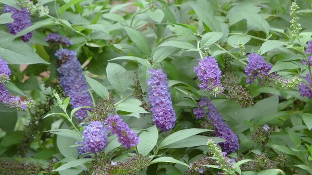 Detailed close-up of group of purple butterfly bush flowers with green leaves in a garden setting showcasing natural beauty and vibrant colors. Clip B