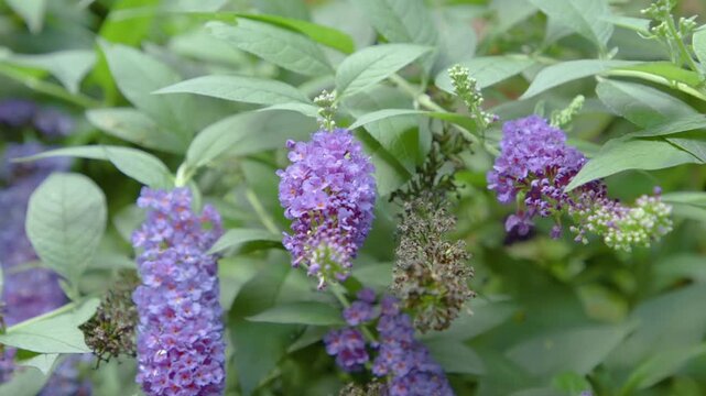 Detailed close-up of group of purple butterfly bush flowers with green leaves in a garden setting showcasing natural beauty and vibrant colors. Clip A