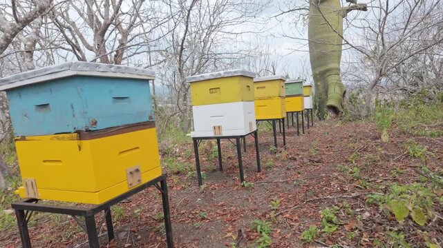 Rows of bright wooden beehive boxes stand on metal frames in a dry wooded clearing with bare trees.