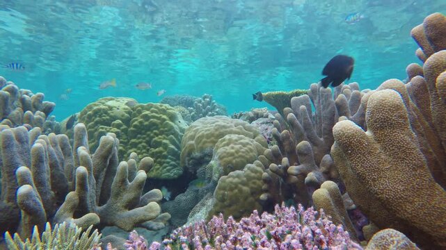 Close-up of a coral reef with lobed Porites boulder coral, tall finger coral, and pink cauliflower coral clusters, as small damselfish and reef fish drift by