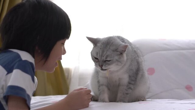 Cute Asian boy feeding a cat treat stick to a silver tabby cat on bed at home.