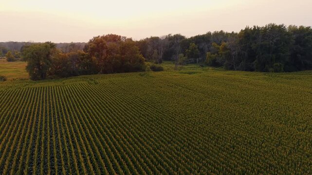 Backwards aerial establishing shot of corn plants forming neat rows beside a dense tree line in warm sunset light, useful for agriculture themes or Midwest farming stories in Black Creek, Wisconsin