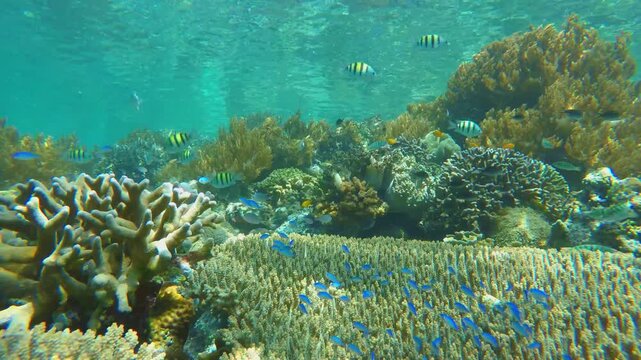 A shallow reef flat carpeted with dense staghorn Acropora coral, dotted with schools of small electric-blue damselfish darting among branching coral heads.