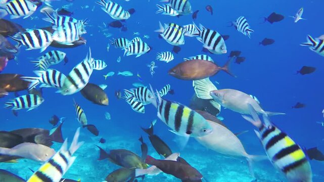 A large humphead Napoleon wrasse glides through a dense school of black-and-white striped sergeant major damselfish over a vibrant coral reef teeming with tropical fish.
