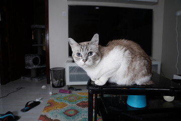 portrait of a cat © Ahmed J.R