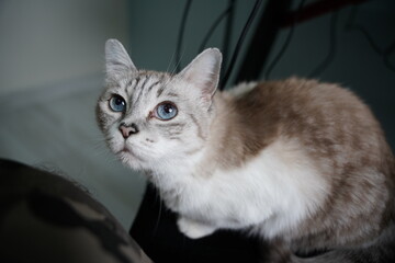 portrait of a cat © Ahmed J.R