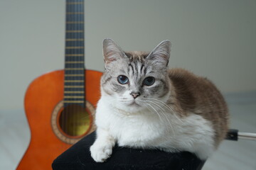 cat with guitar © Ahmed J.R