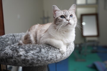portrait of a cat © Ahmed J.R
