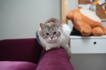 portrait of a cat © Ahmed J.R