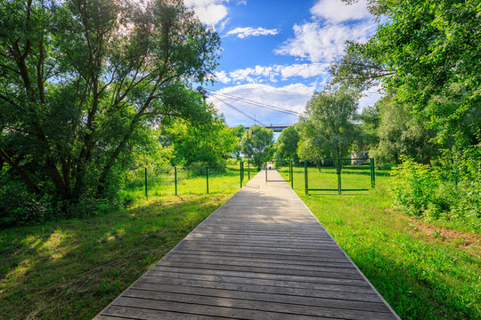 Sunlit forest trail invites calm exploration