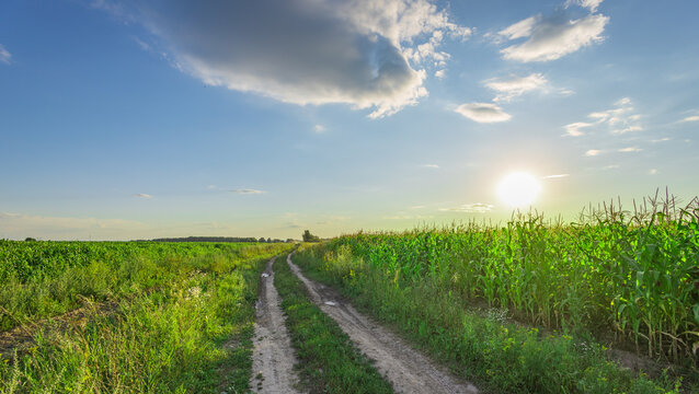 Sunset bathes a dirt path through tall green crops