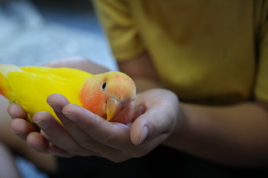 A yellow lovebird rests peacefully in human hands.