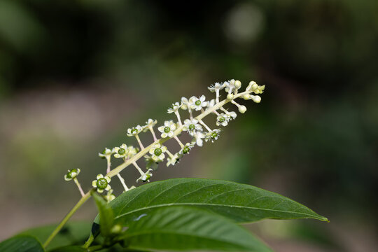 Close-up of American pokeweed (Phytolacca americana) in bloom, featuring delicate white flowers and buds above broad green leaves with a soft, blurred natural background.
