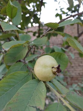 Fresh green guava fruit ripening on tree branch, organic tropical guava with lush green leaves, natural orchard harvest