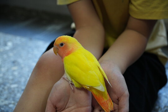 A bright yellow lovebird perches gently on human hands.