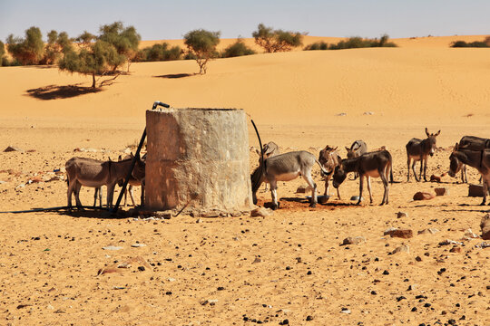 Donkeys in the small village in Sahara desert, Mauritania, West Africa