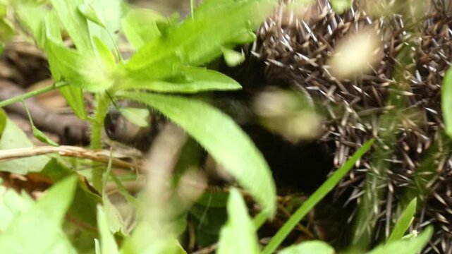 Small European hedgehog (Erinaceus europaeus) young mammal hiding behind green plant leaves, close up, natural lighting. Fragile Ecosystem and Vulnerability.
