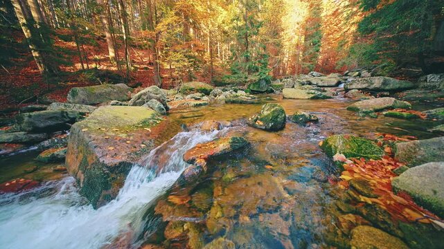 Crystal-clear autumn mountain stream flowing through a colorful forest with moss-covered boulders and vibrant fall foliage. Peaceful real-time footage capturing the beauty of untouched wilderness.