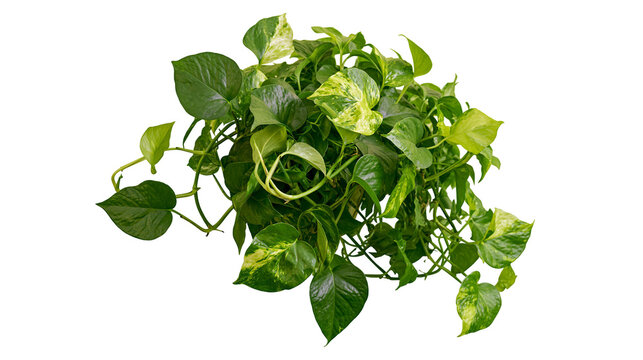 Epipremnum aureum plant with variegated green and yellow leaves