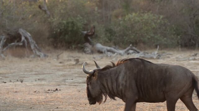 A Blue wildebeest watching a cheetah