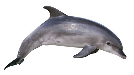 Gray dolphin swimming with fins outstretched © Rowan