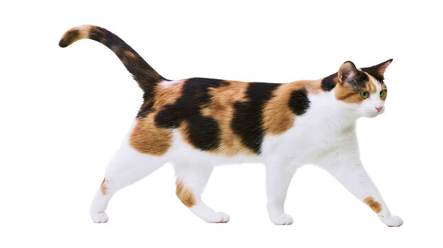 Calico cat walking with white black, and orange patches