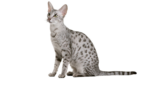 Egyptian Mau cat with spotted coat sitting and looking to the side