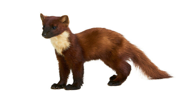 Brown marten with cream throat fur standing on white