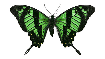 Green and black striped butterfly with yellow spots © Rowan