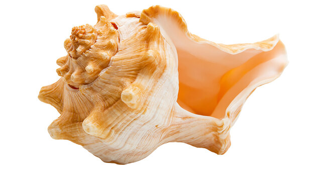 Large ornate conch seashell with textured exterior and smooth orange interior