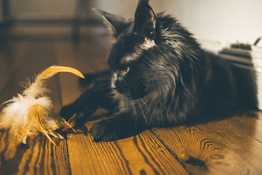 A black Maine Coon cat plays with a feather toy on a wooden floor. The cat has long fur and distinctive tufted ears, showcasing its playful nature.