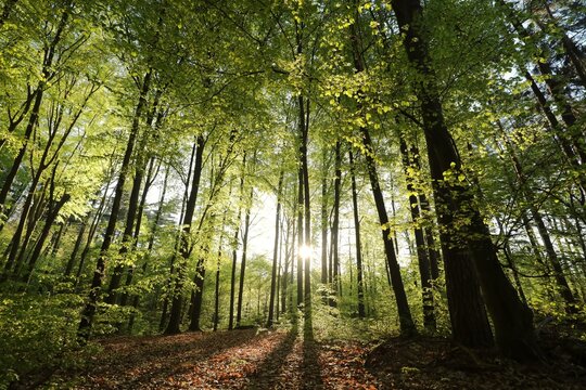Majestic spring beech forest on a sunny May morning, Poland