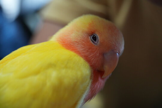 A close-up shot of a cute rosy-faced lovebird head.