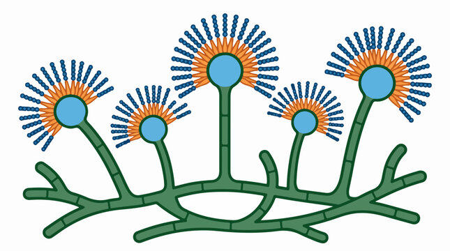 Aspergillus Fungi Microorganism Vector Illustration