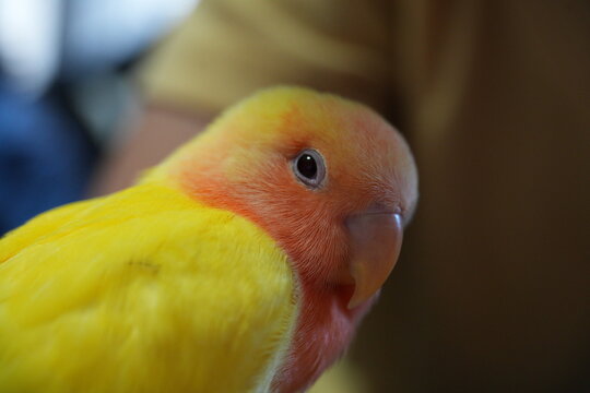A close-up shot of a cute rosy-faced lovebird head.
