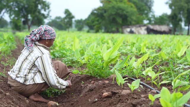 Indian female labor working at green turmeric agriculture field 