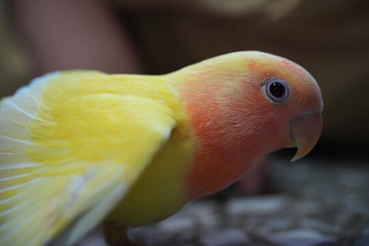 A rosy-faced lovebird gently spreads its colorful wings.