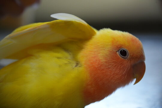 A yellow rosy-faced lovebird slightly lifts its wing.