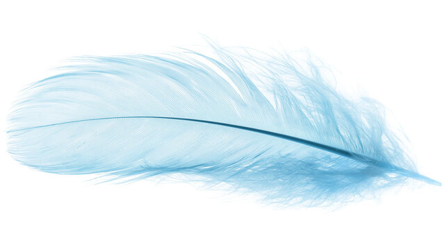 Delicate light blue feather with fine barbs