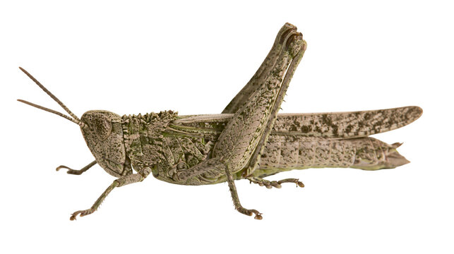 Green and brown grasshopper insect with textured body and long legs