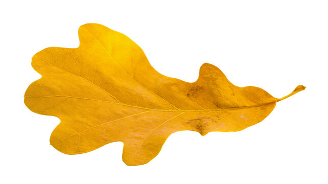 Single yellow oak leaf with detailed veins and lobes