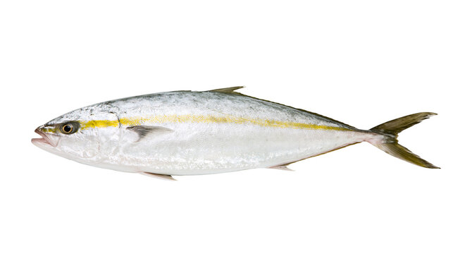 Yellowtail Amberjack fish with silver scales and yellow stripe