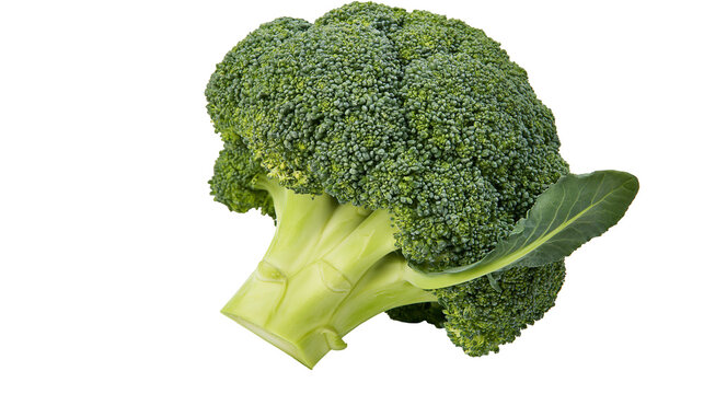 Fresh green broccoli head with thick stem and leaf