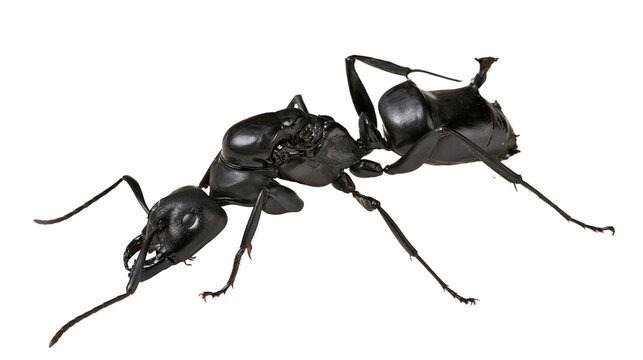 Black Carpenter Ant Insect Macro Studio Shot