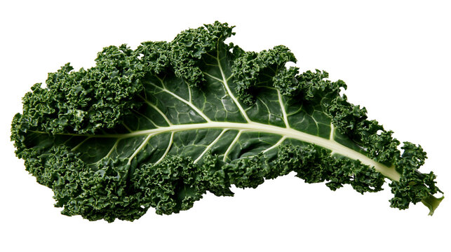 Curly green kale leaf with prominent white stem and veins